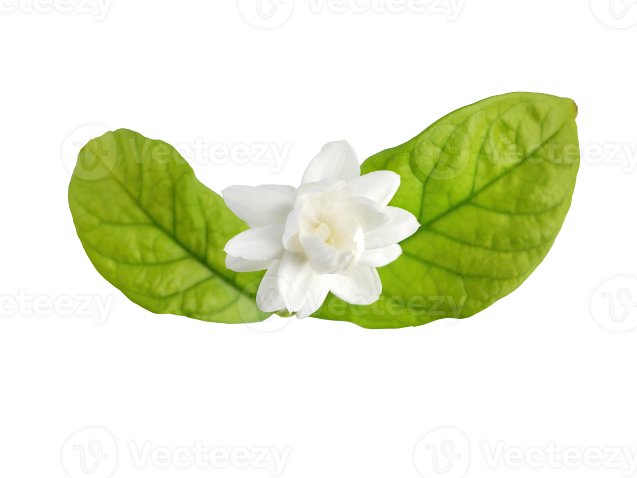 single wit bloem van groots hertog van Toscane, Arabisch wit jasmijn, jasminum sambac, aroma, flora, geïsoleerd, transparant achtergrond, uitknippen png