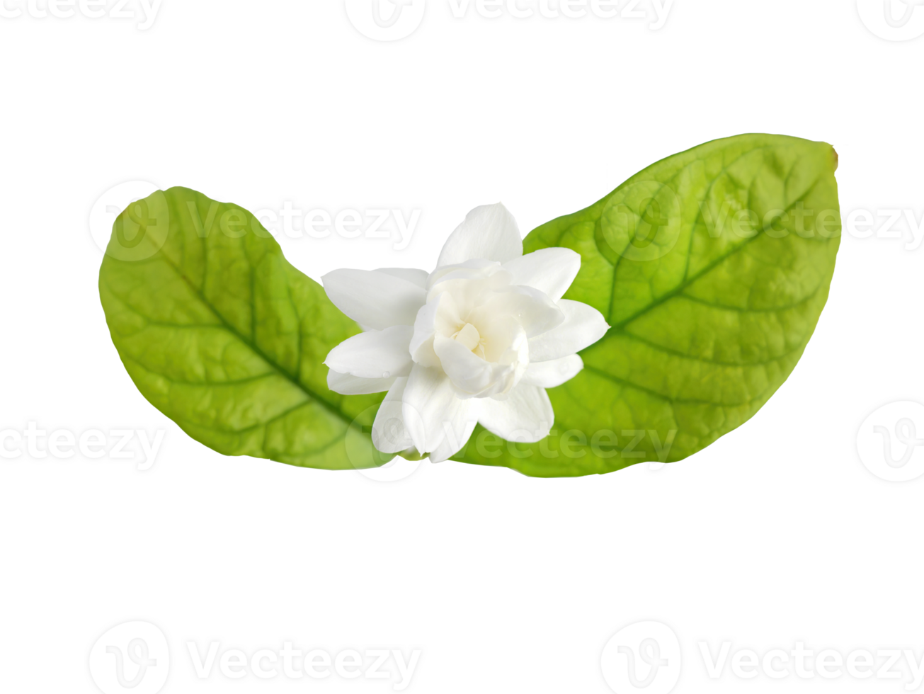 enda vit blomma av stor hertig av Toscana, arab vit jasmin, jasminum sambac, arom, flora, isolerat, transparent bakgrund, Skära ut png