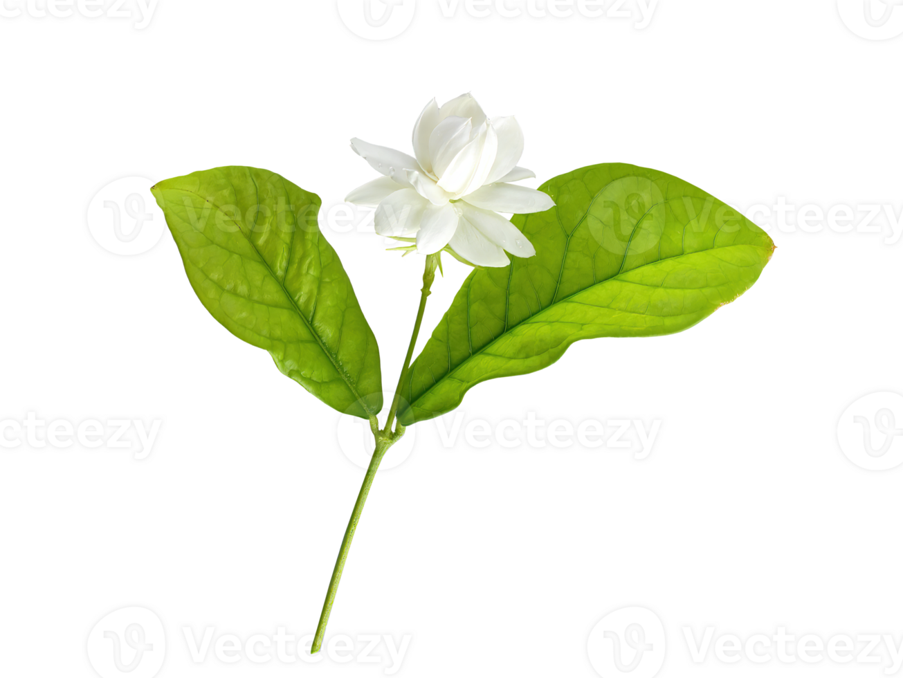 Single Weiß Blume von großartig Herzog von toskana, arabisch Weiß Jasmin, Jasminum Sambac, Aroma, Flora, isoliert, transparent Hintergrund, ausgeschnitten png