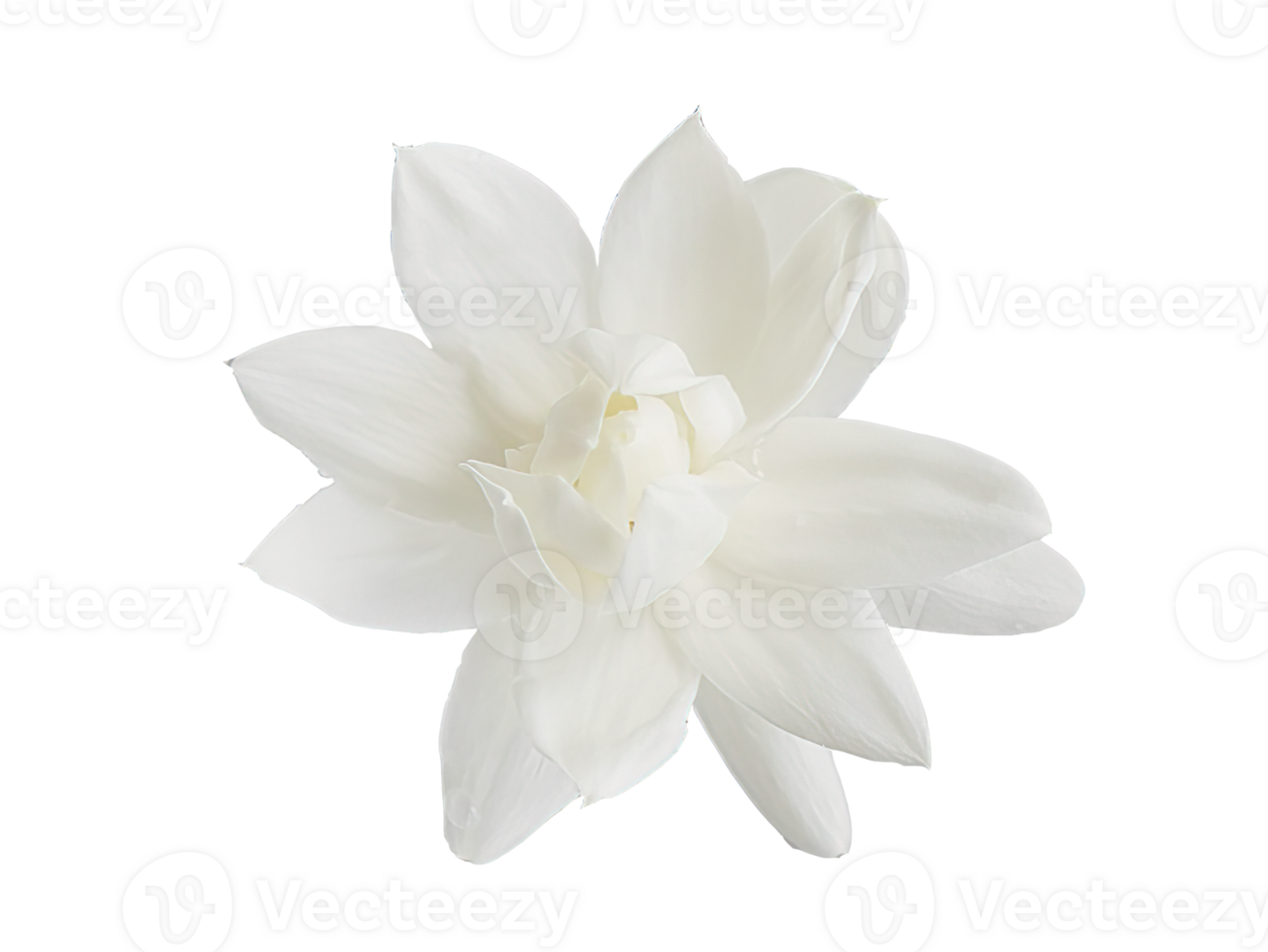 Top view, Single white flower of Grand Duke of Tuscany, Arabian white jasmine, Jasminum sambac, aroma, flora, isolated, transparent background, cutout png