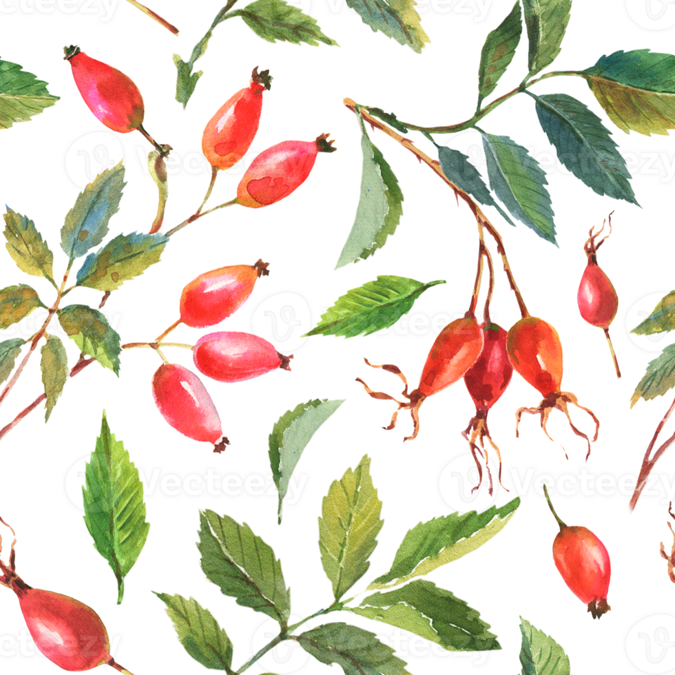 Seamless pattern with hand painted watercolor rose hip berries with green leaves on a transparent background. Seamless design of ripe rose hips for fabric, paper, printing, etc. png