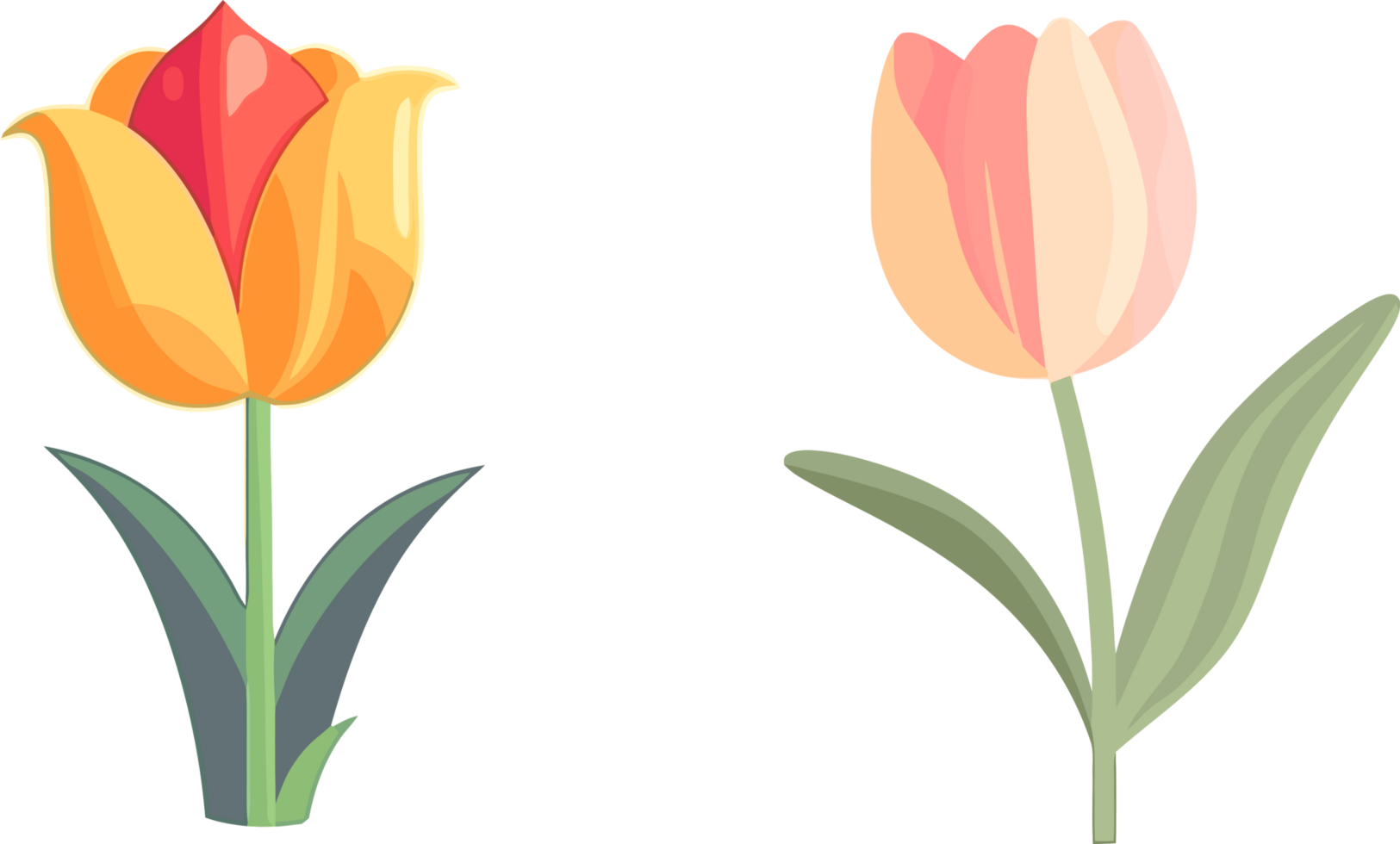 Vibrant Tulip Blooms, Flat Color Flower Art, png