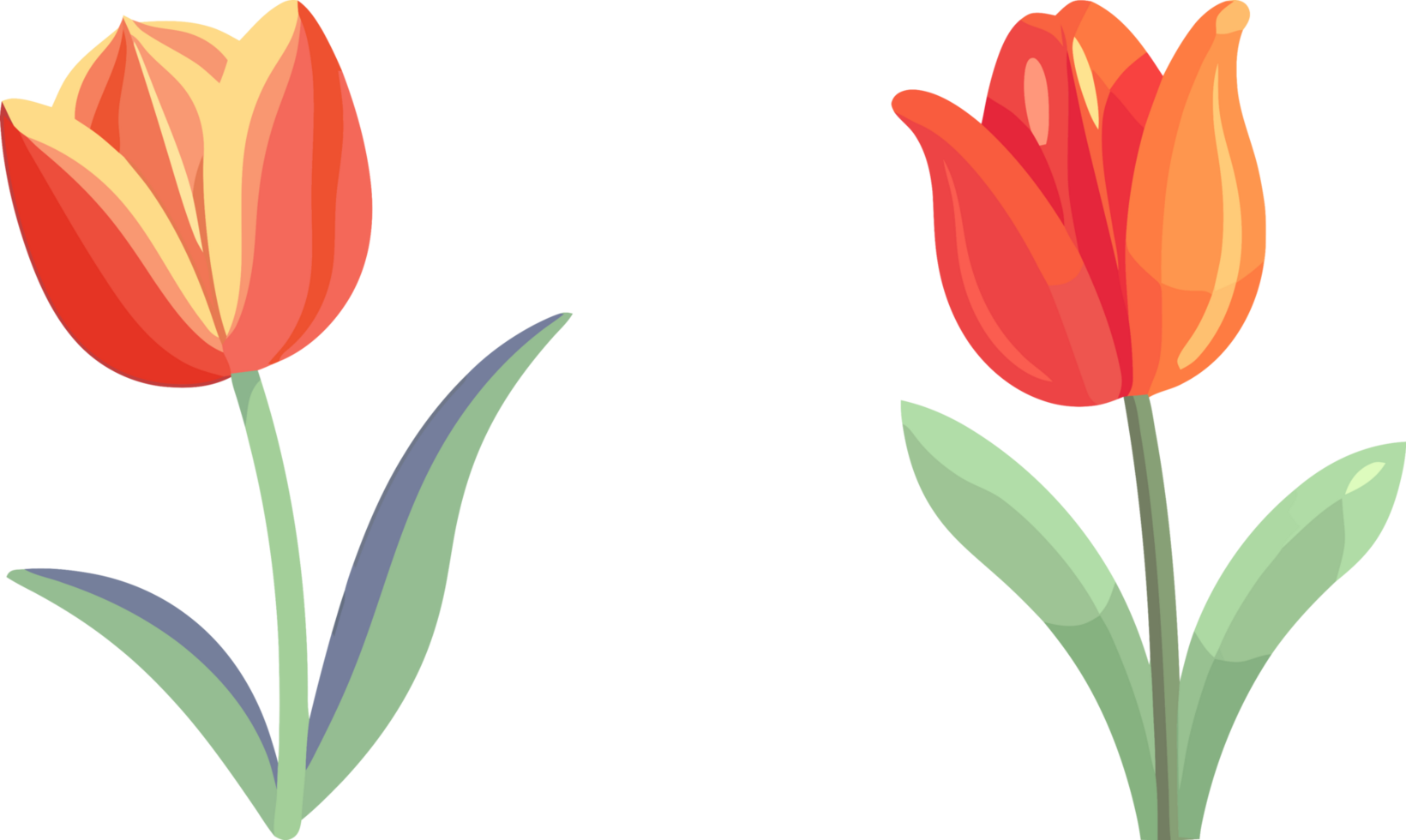 Botanical Charm, Flat Color Tulip Floral Art, AI Generated png