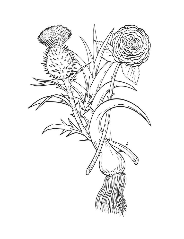 Four Emblems of Great Britain English Rose Welsh Leek and Scottish Thistle Line Drawing Black and White vector