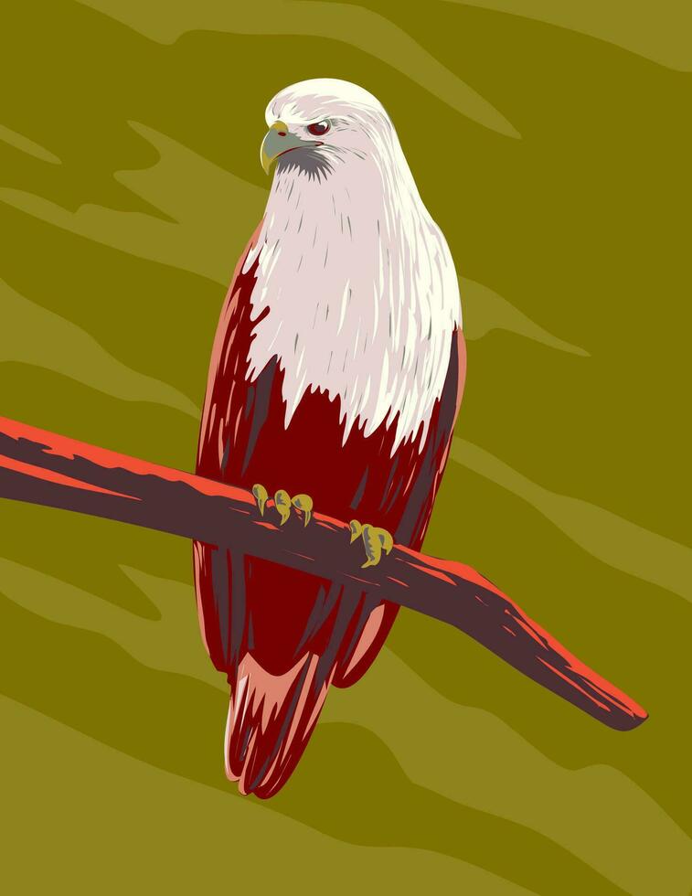 Brahminy Kite Haliastur Indus or Red-Backed Sea-Eagle Perching on Branch Front View WPA Art vector
