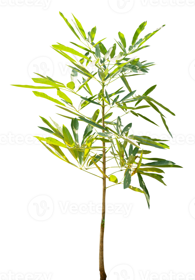 The young plant isolated element png