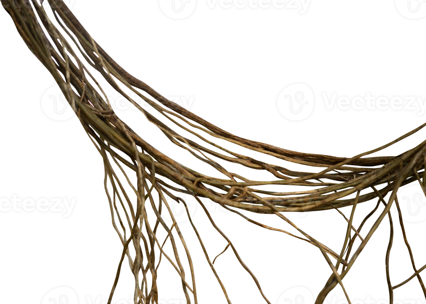 twisted root isolated. Natural design element png