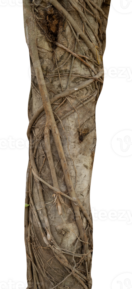 tree trunk with roots isolated png