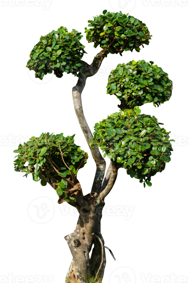 bonsai tree with dense leaves isolated png