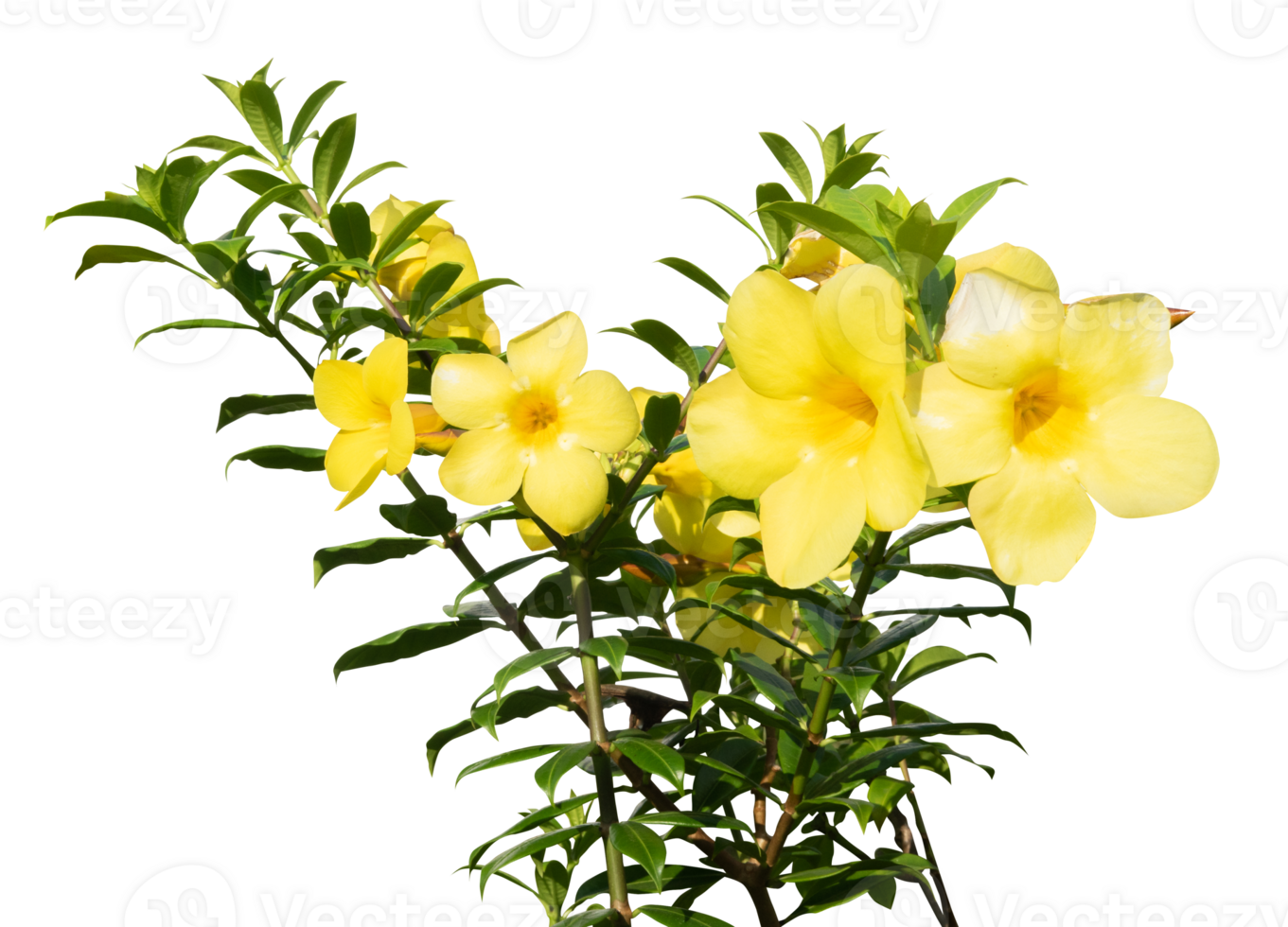Beautiful yellow flower and leaf isolated png