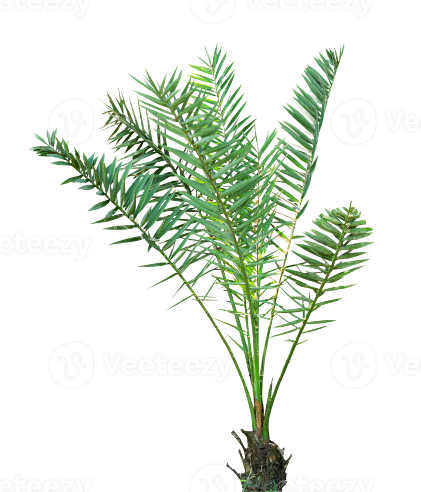 young date palms tree isolated png