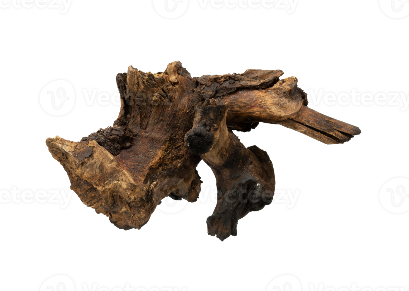 Artistic tree root ornament isolated 25254304 PNG