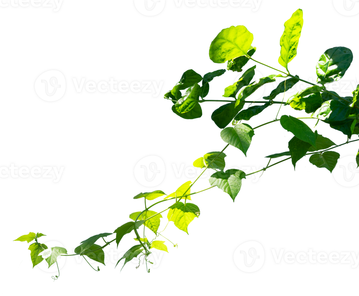leaves on branches for edge element isolated png