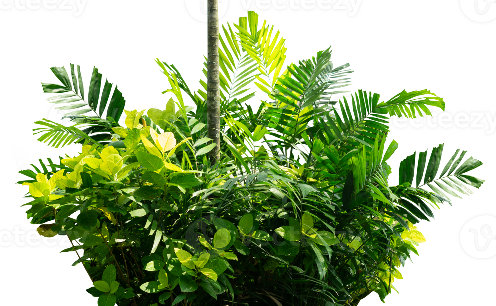 group of tropical plants isolated png