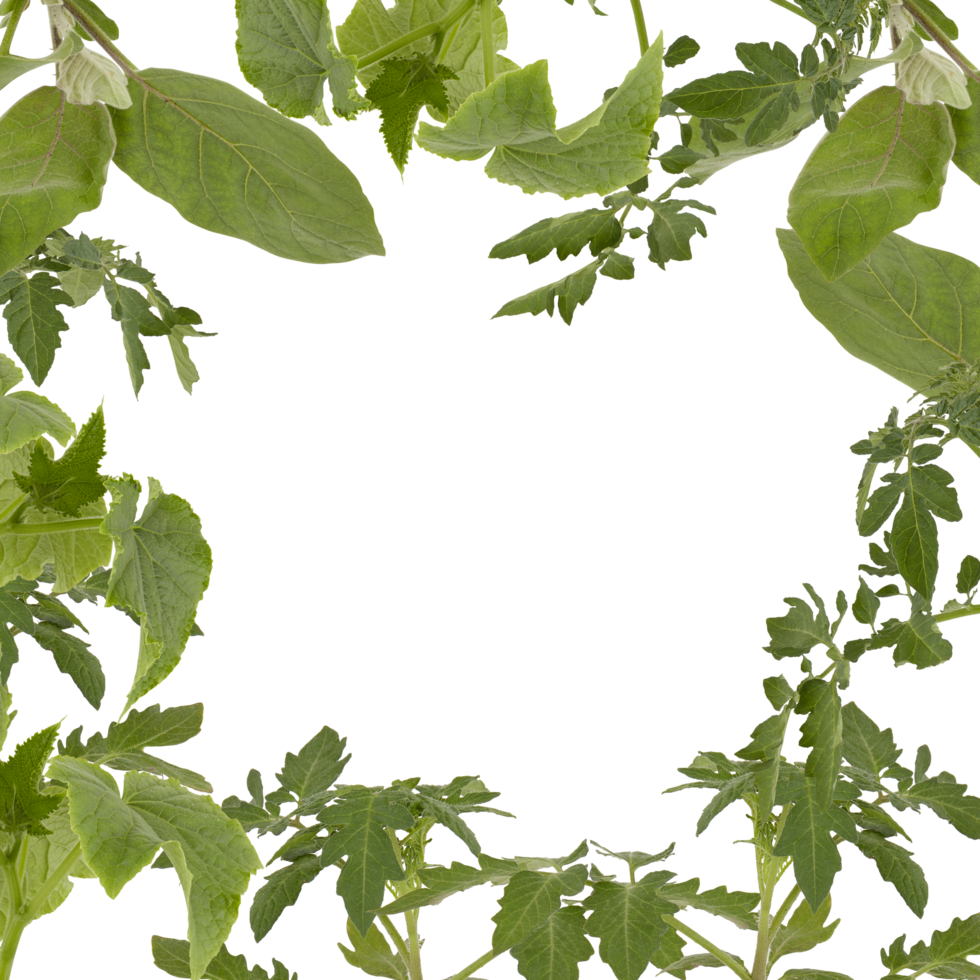 green leaf frame Cut out, isolated transparent background png