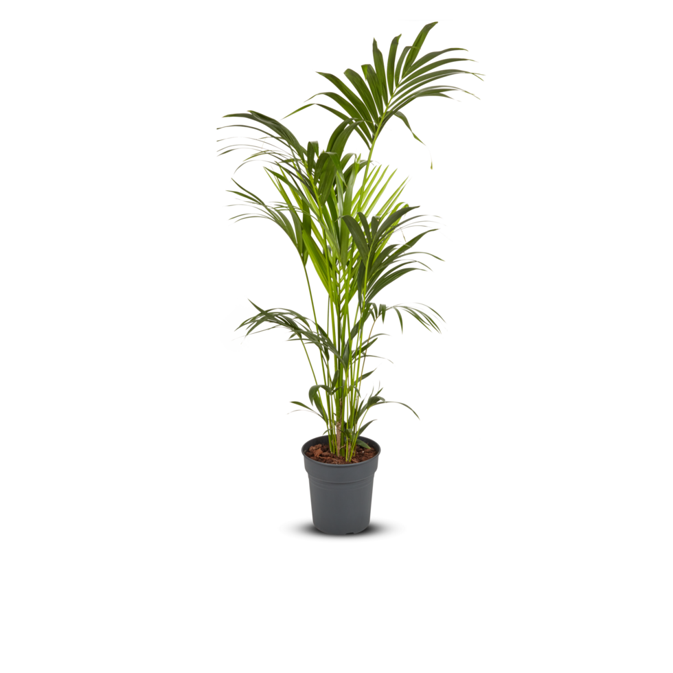 palm tree, betel nut, coconut leaf in a pot Cut out, isolated transparent png