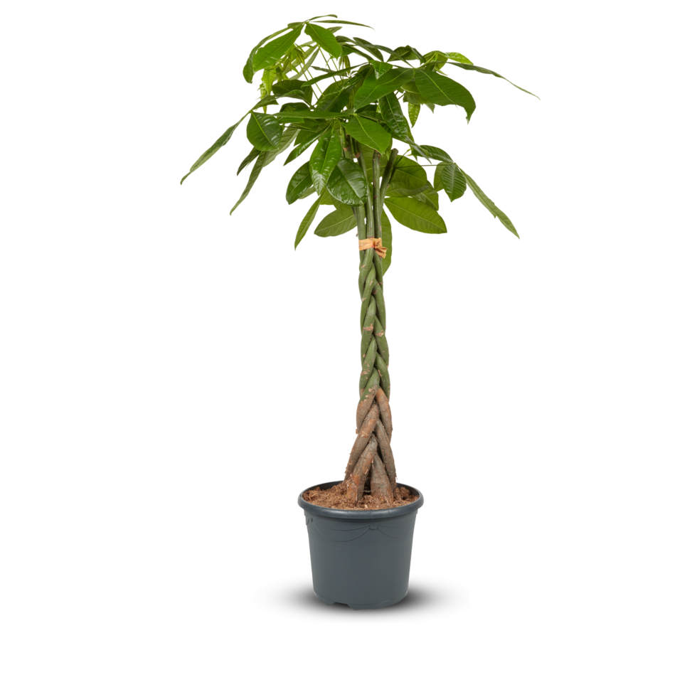 braid tree in pot Cut out, isolated transparent png