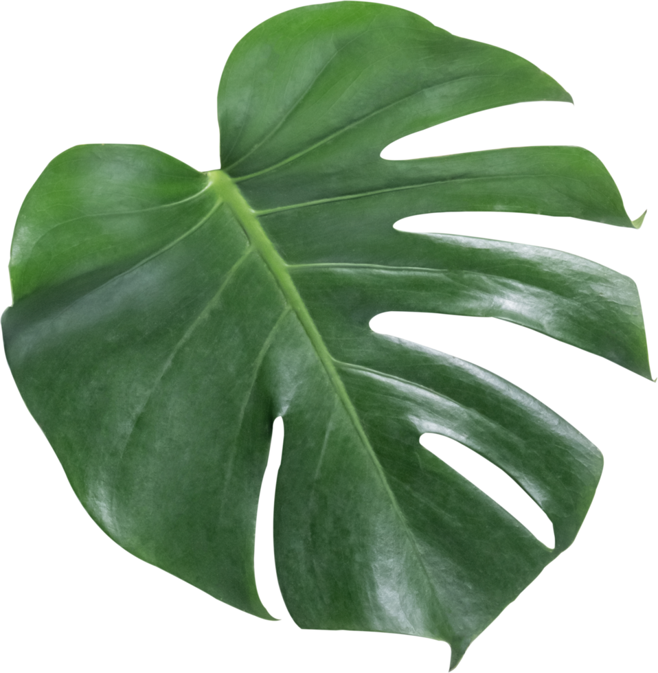 monstera leaf cut out on transparent background. 25254410 PNG