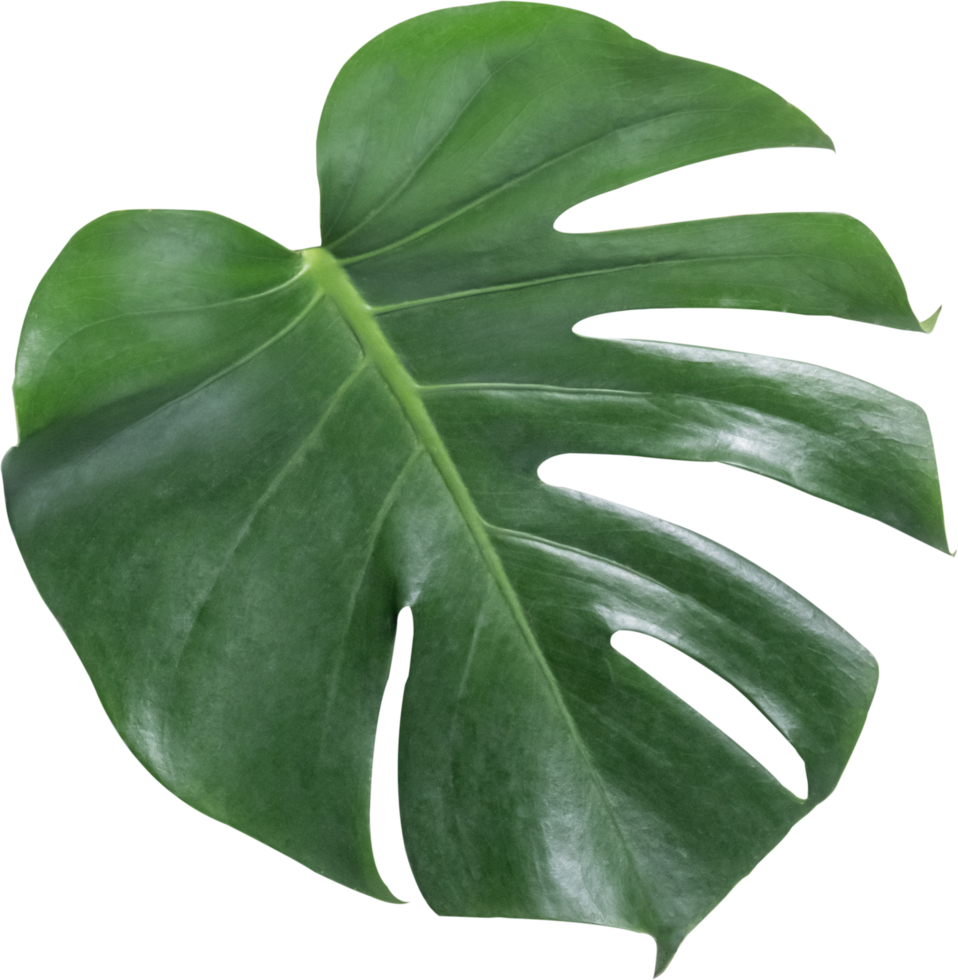 monstera leaf cut out on transparent background. png