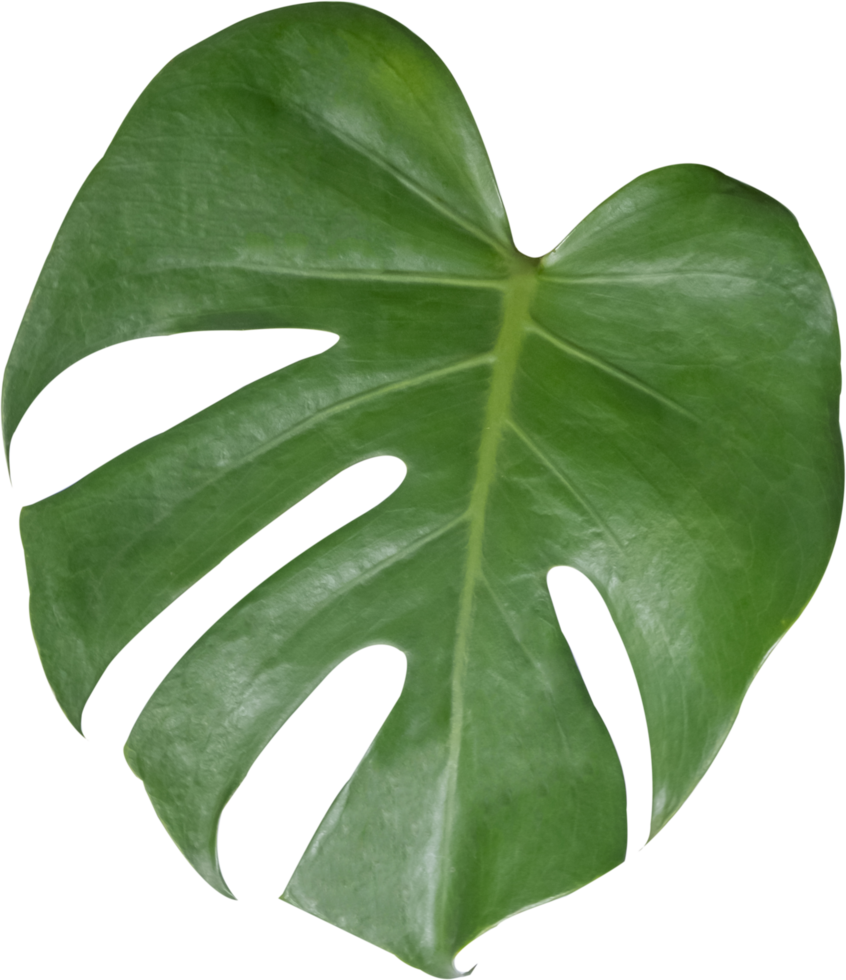 monstera leaf cut out on transparent background. 25254415 PNG