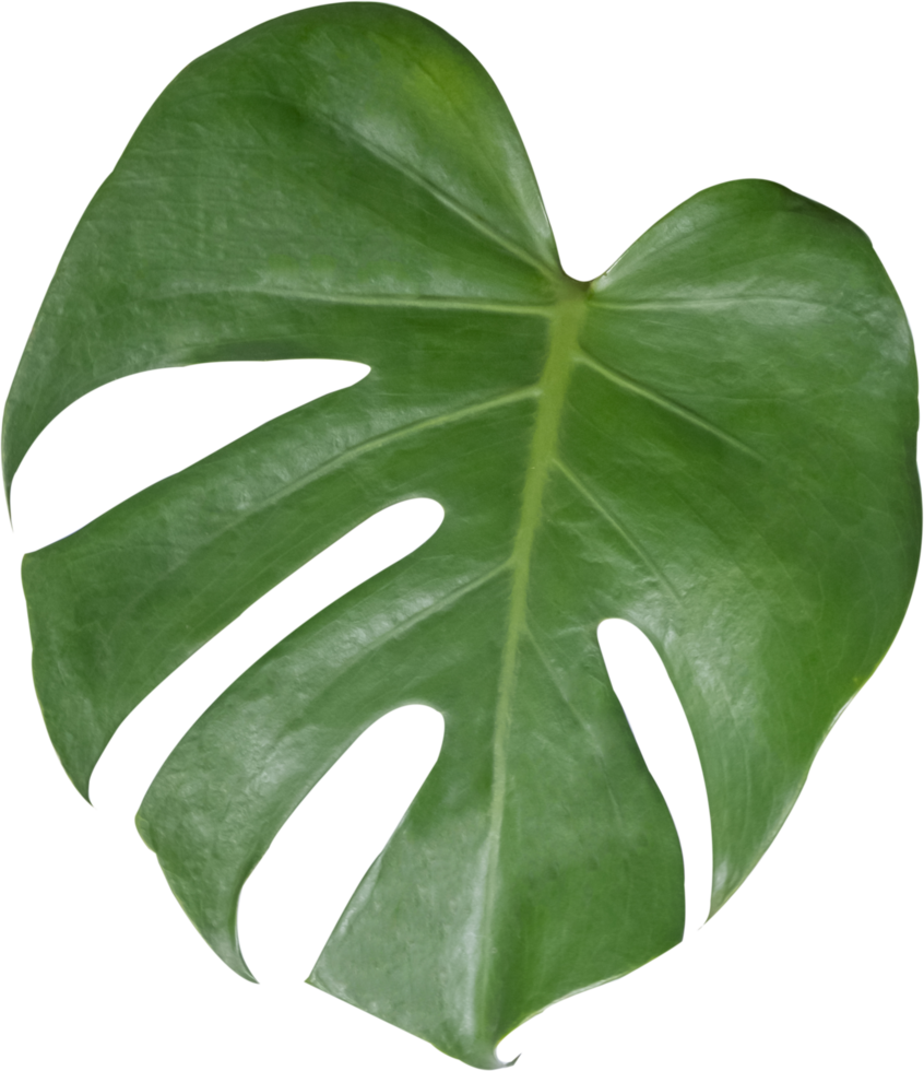 monstera leaf cut out on transparent background. png