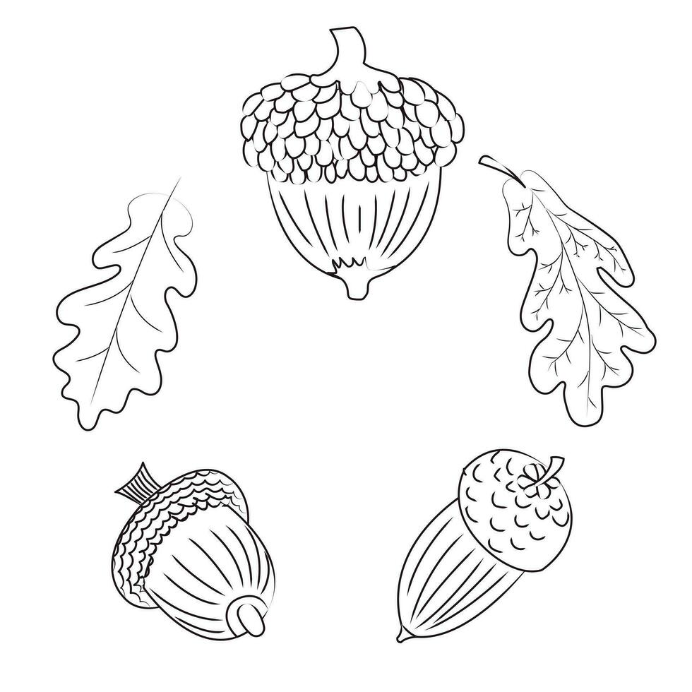 Set of acorns in blown style. Vector illustration isolated on white background.