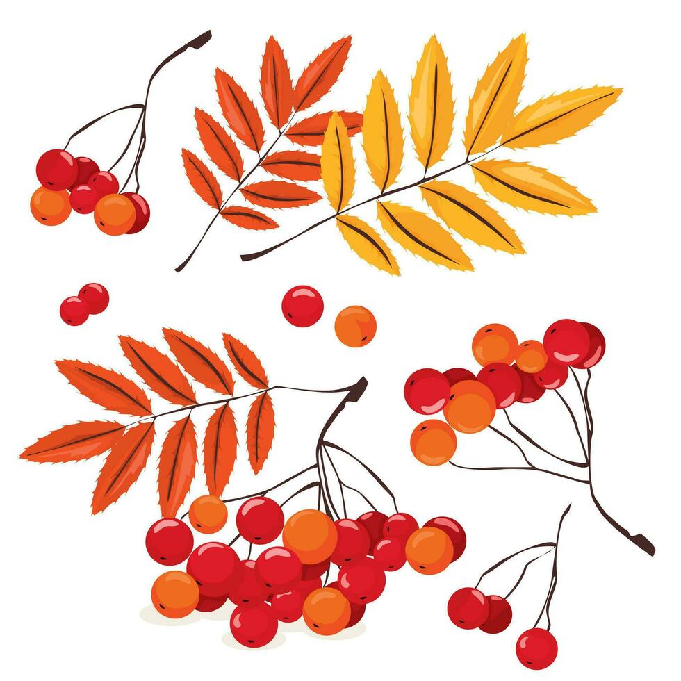 Many red rowan berries with orange vector