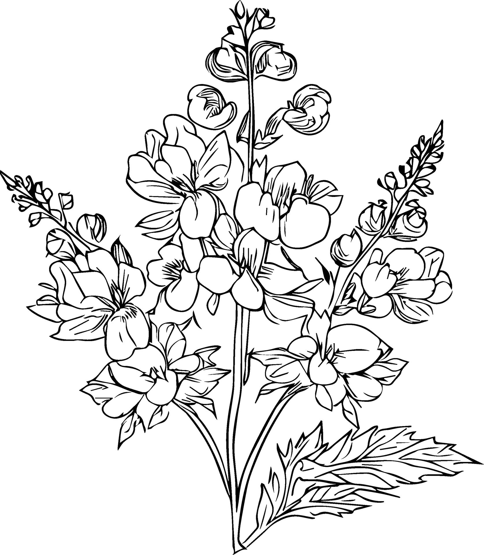 Delphinium flower line art, flower coloring pages for adult, pretty