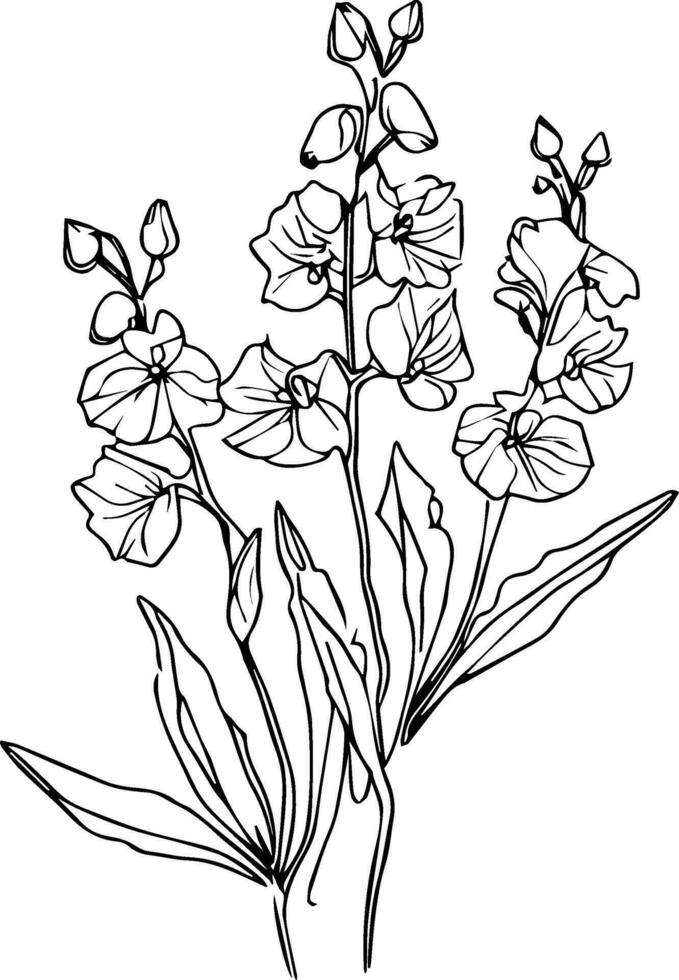 black july birth flower larkspur tattoo, scientific larkspur botanical illustration, illustration. botanical delphinium drawing, larkspur flower vector sketch, hand drawing illustrtion larkspur