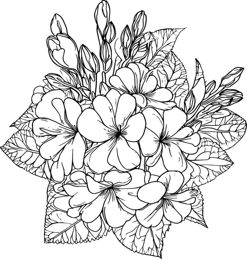 Primerose flower drawing, vector sketch hand drew illustration artistic, simplicity, coloring pages, printable primula flower coloring pages, flower coloring sheet, isolated on white background.