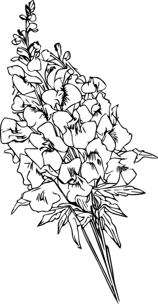 flores silvestres, en el garabatear arte, espuela de caballero línea dibujo colorante página vector bosquejo dibujado a mano ilustraciones, y hermosa espuela de caballero flor botánico elemento.