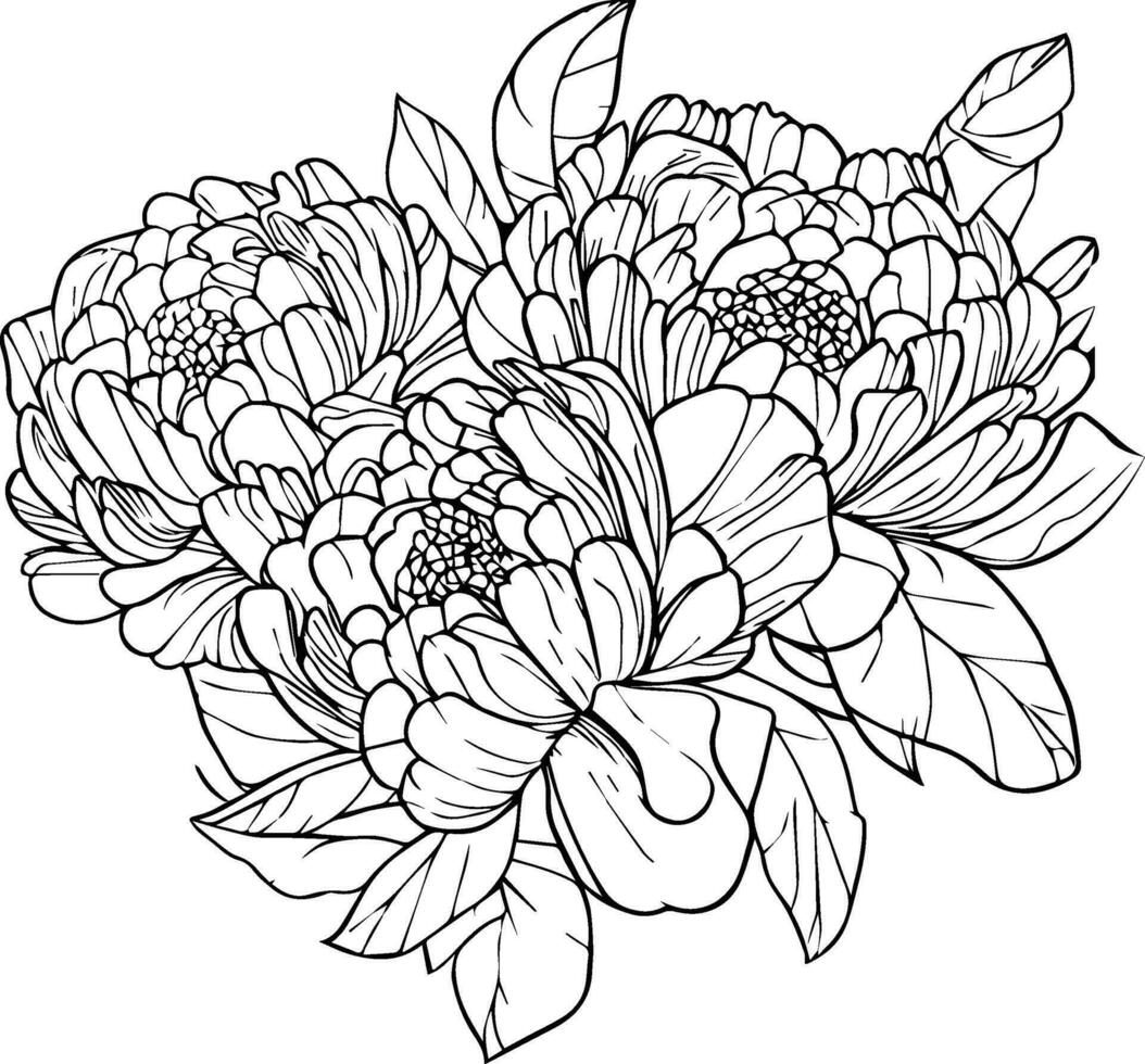 Hand-drawn peony flower, peony flower bouquet, vector sketch illustration engraved ink art botanical leaf branch collection isolated on white background coloring page and books. peony line art.