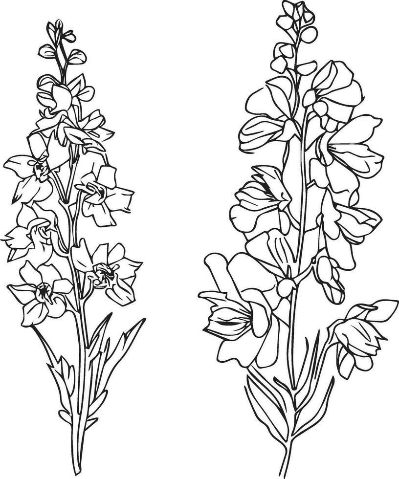 Larkspur. Flower, stem, bud and leaf in black, Floral details in contour style with ornate Delphinium, july birth flower larkspur drawing. vector