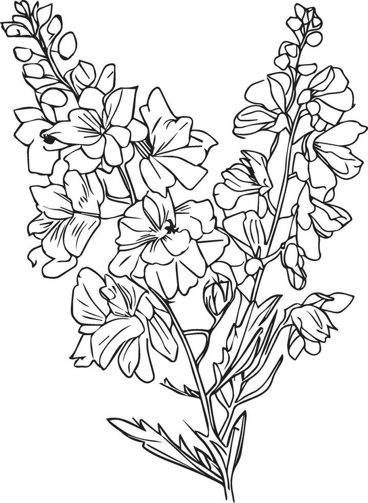 Delphinium botanical illustration, simple delphinium flower drawing, scientific larkspur botanical illustration, delphinium grandiflorum blue butterfly,black and white larkspur flower vector art.