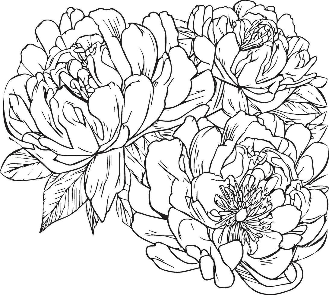 peony flower drawing, vector sketch hand drew illustration artistic, simplicity, coloring pages, printable peony flower coloring pages, flower coloring sheet, isolated on white background.