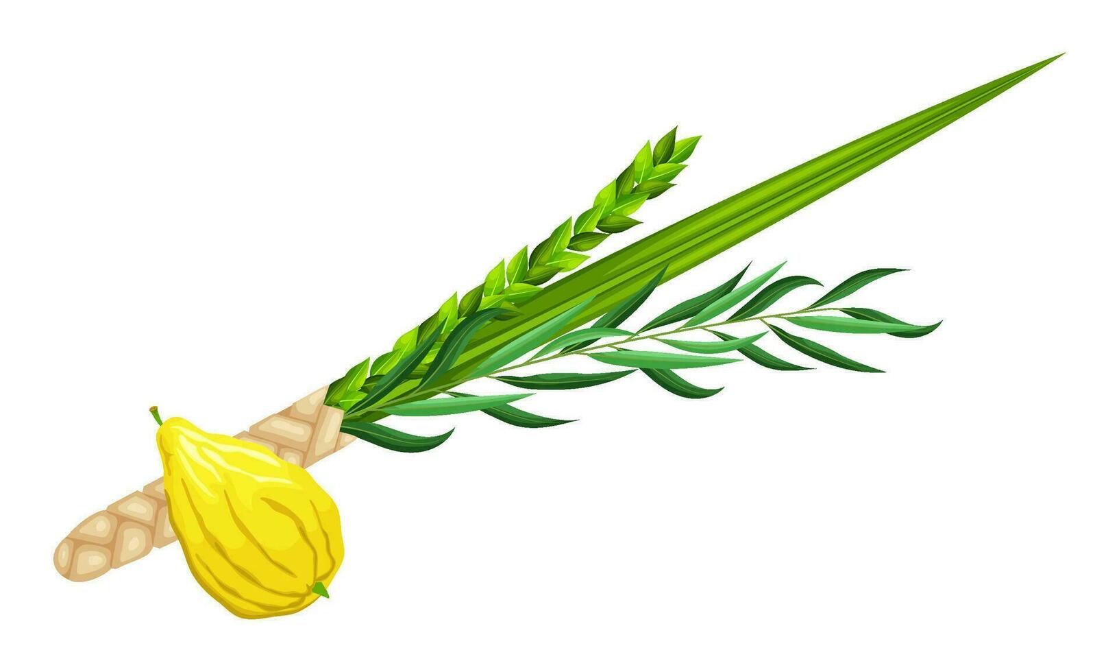 Jewish holiday Sukkot - Feast of Tabernacles or Festival of Ingathering.  Traditional symbols is etrog - citron, lulav - palm branch, hadas - myrtle, arava - willow. Palm leaves and lemon. Vector