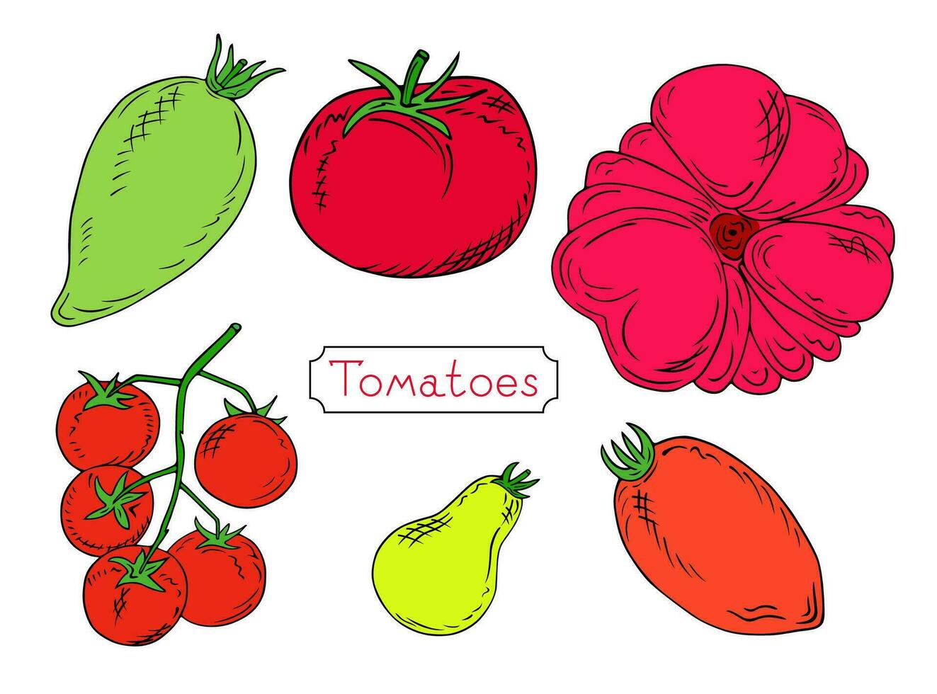 bosquejo de Tomates de diferente tipos bulbo conformado Tomates, alargado, redondo y Cereza Tomates. vistoso bosquejo colección de vegetales aislado en blanco antecedentes. para menú diseño, recetas vector