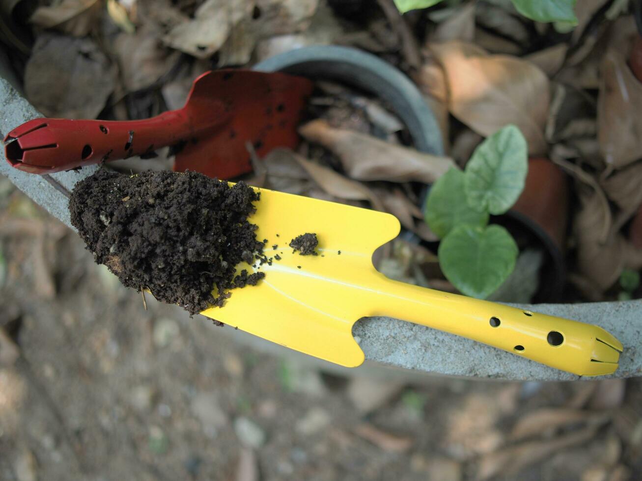 soil spoon and colorful for  garden workker photo