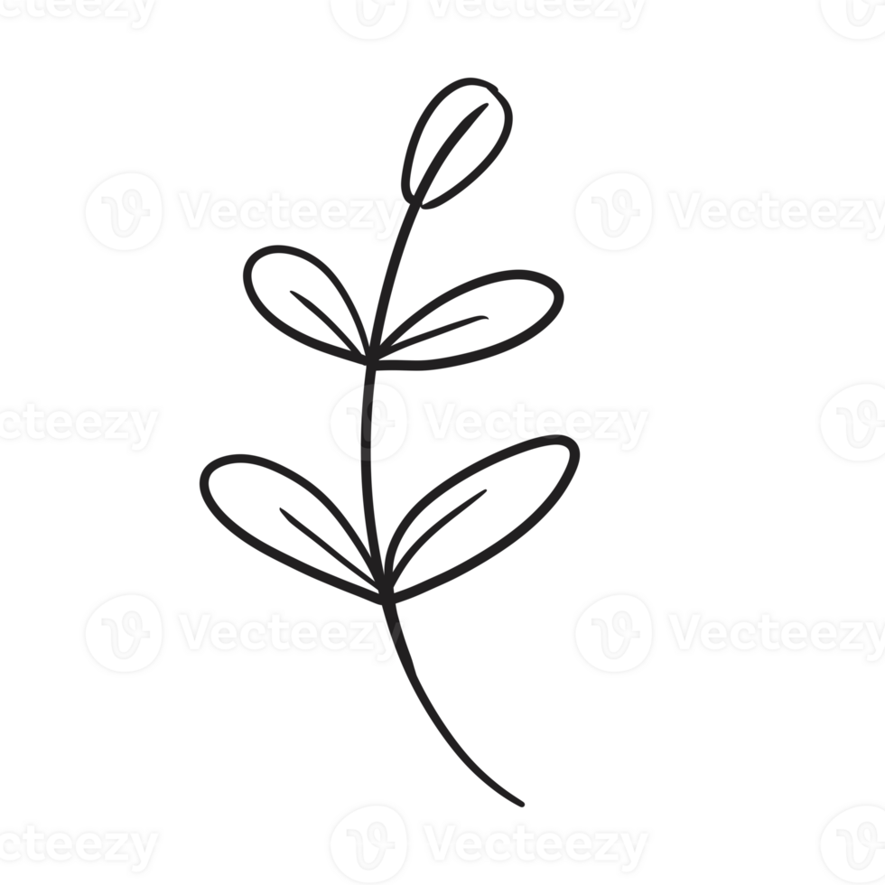 Hand Drawn Wild Flower Png