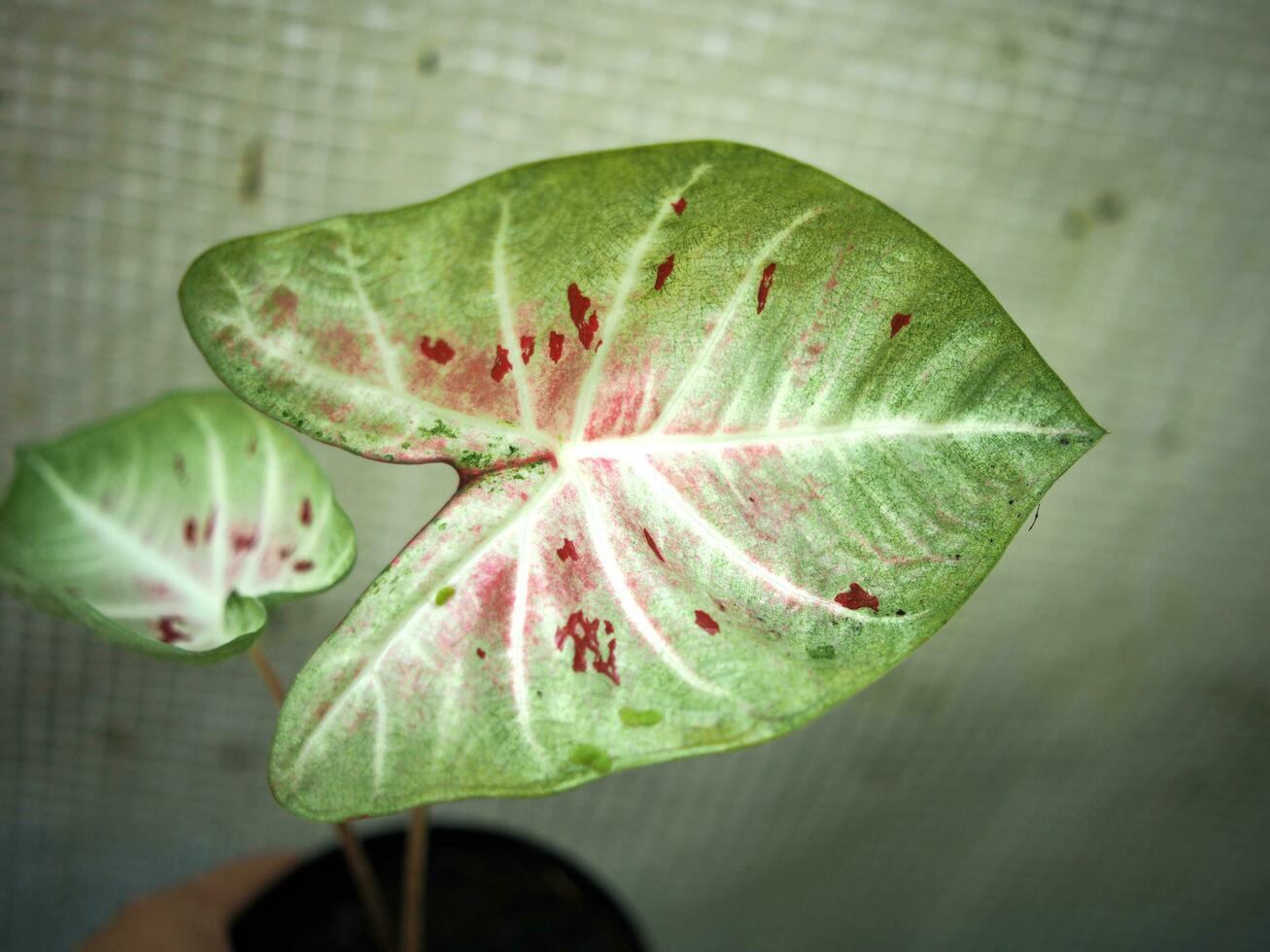 caladio bicolor Reina de planta y casa maceta foto