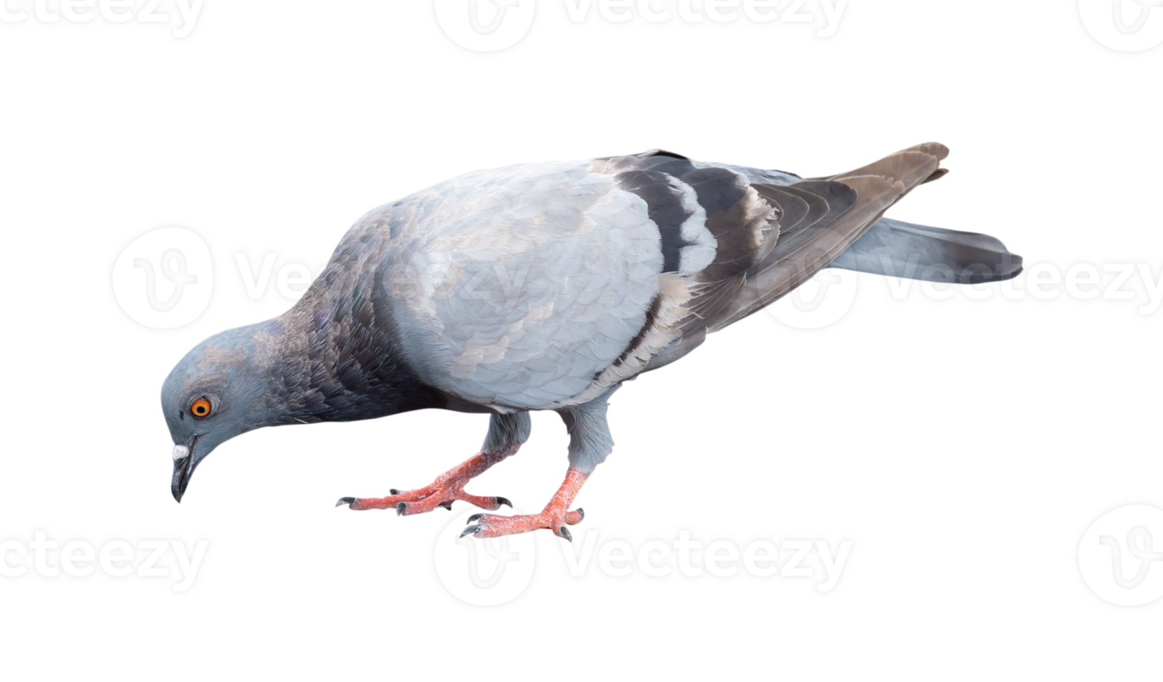 Single wild pigeon standing and looking down the ground to find out feed isolated with clipping path. in png file format