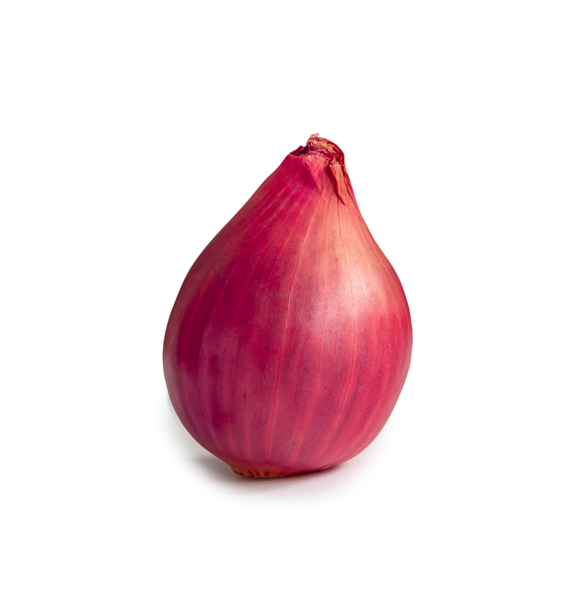 Single fresh red onion bulb in stack isolated with clipping path and