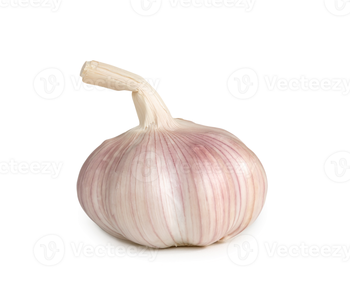 Single fresh white garlic bulb isolated with clipping path and shadow in png file format, Thai herb is great for healing several severe diseases, heart attack, Hyperlipidemia
