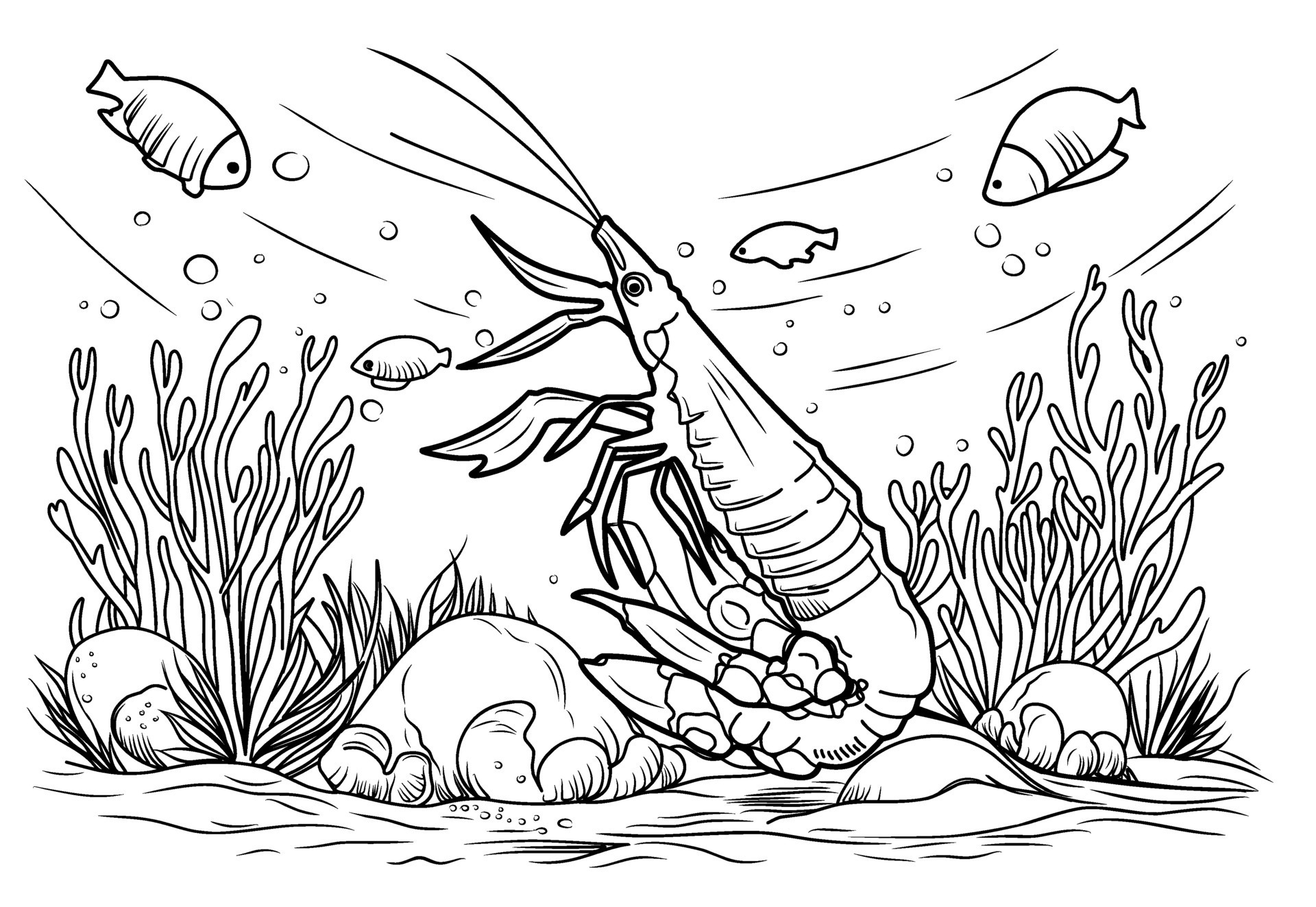 Shrimp coloring book. Coloring page simple line illustration of shrimp