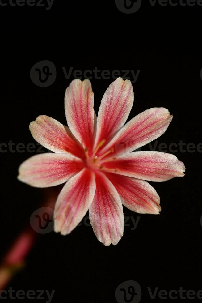 Beautiful pink flower summer blossoming close up botanical background lewisia leeana family montiaceae big size high quality modern instant print photo