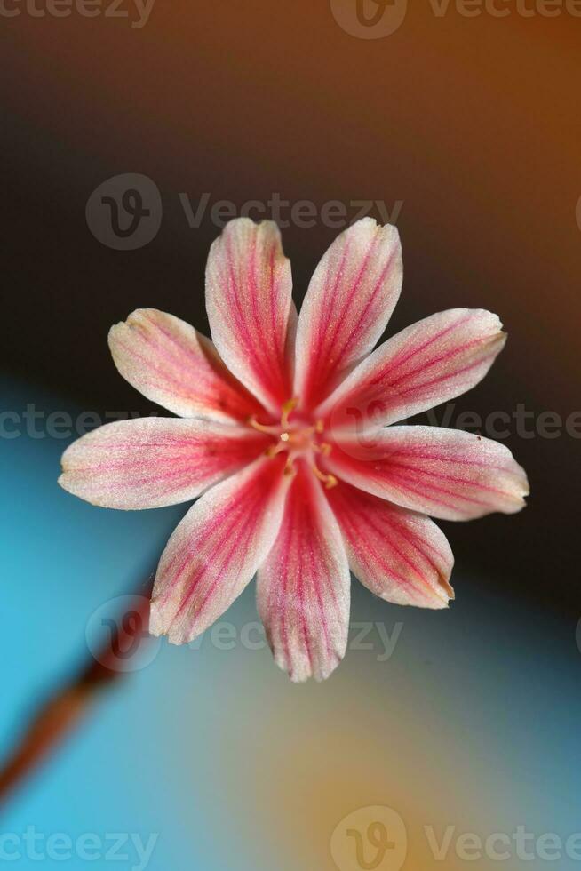 Beautiful pink flower summer blossoming close up botanical background lewisia leeana family montiaceae big size high quality modern instant print photo