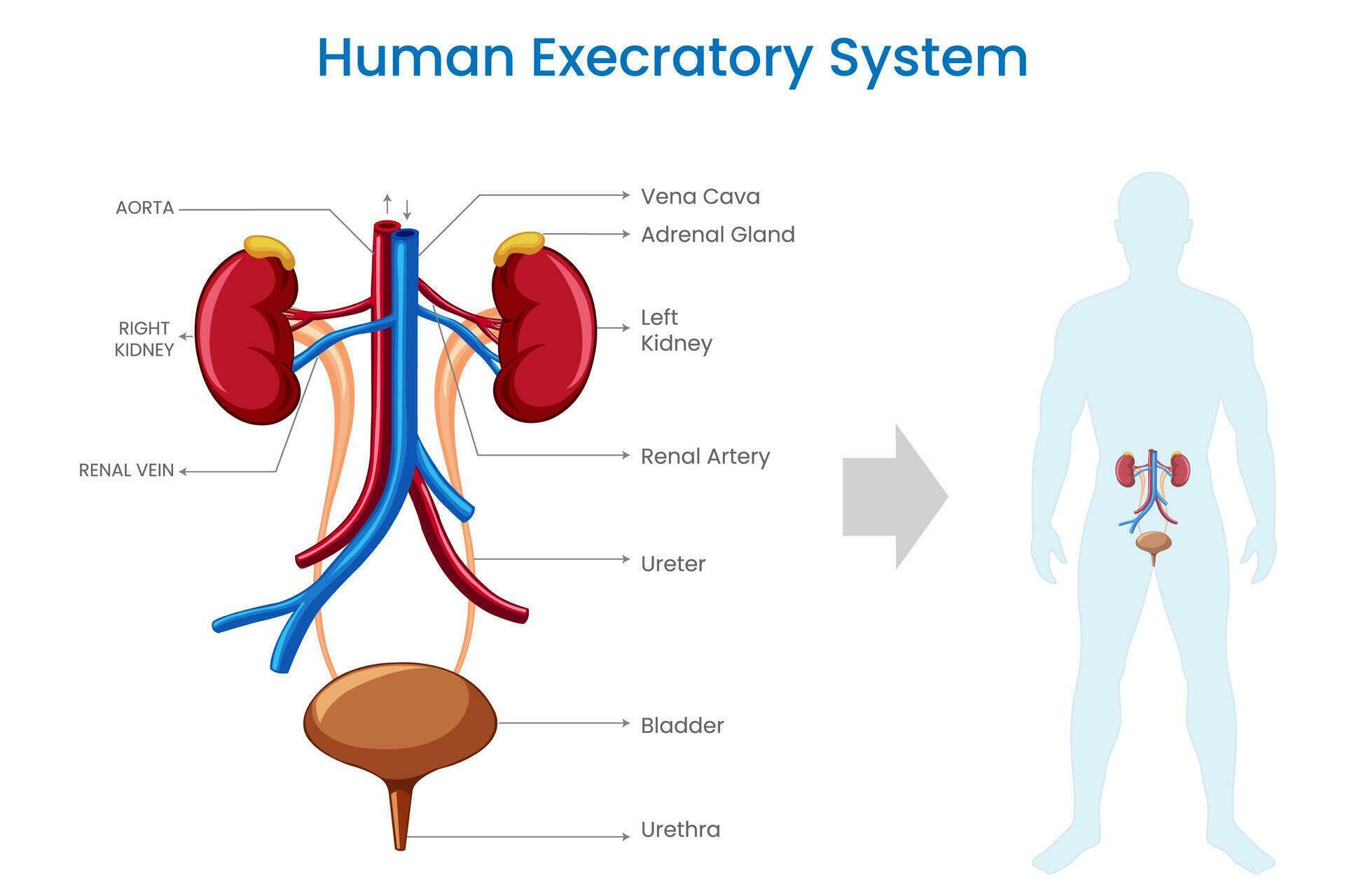 Excretory system, Eliminates waste, regulates fluids, maintains