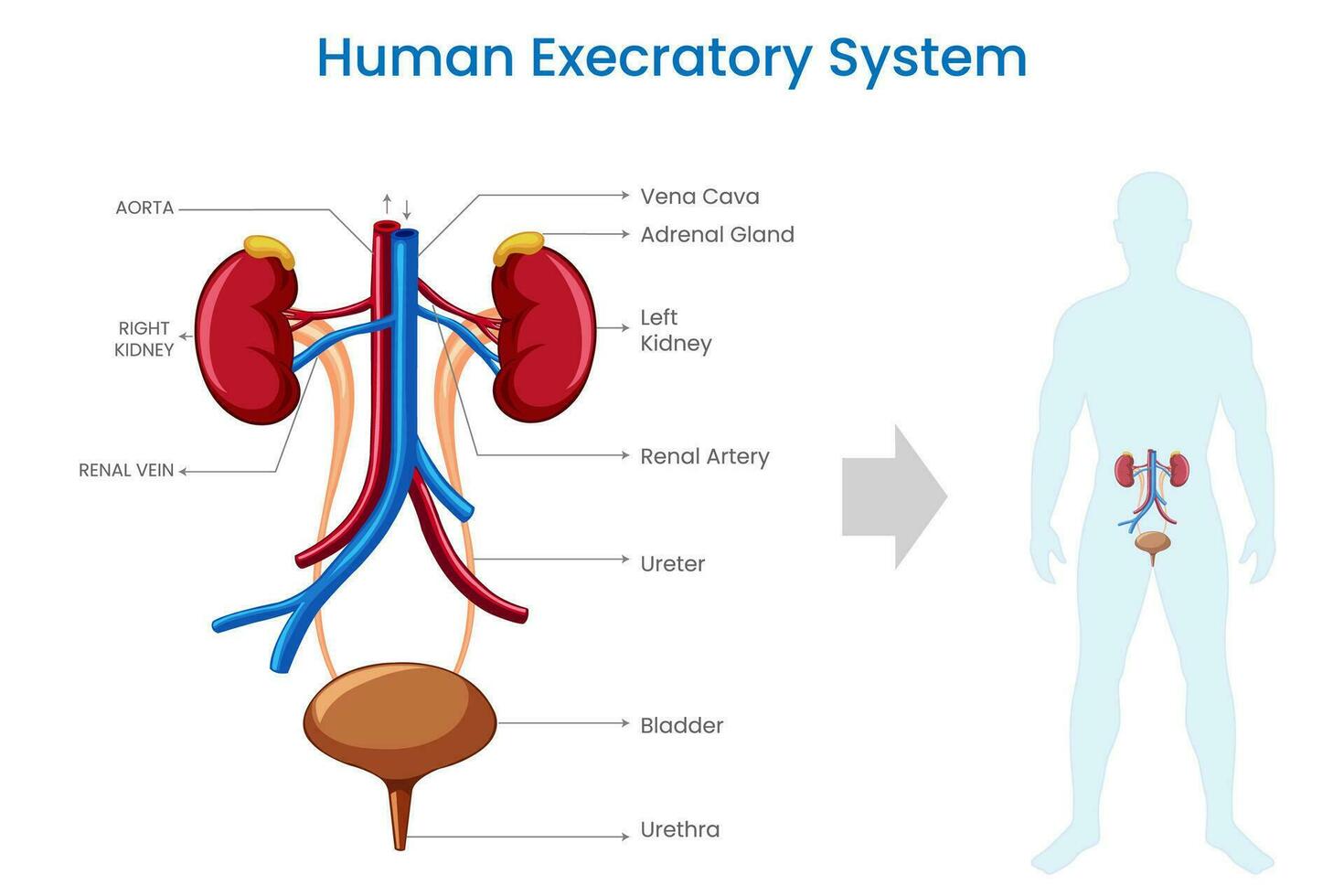 Excretory system,  Eliminates waste, regulates fluids, maintains internal environment vector