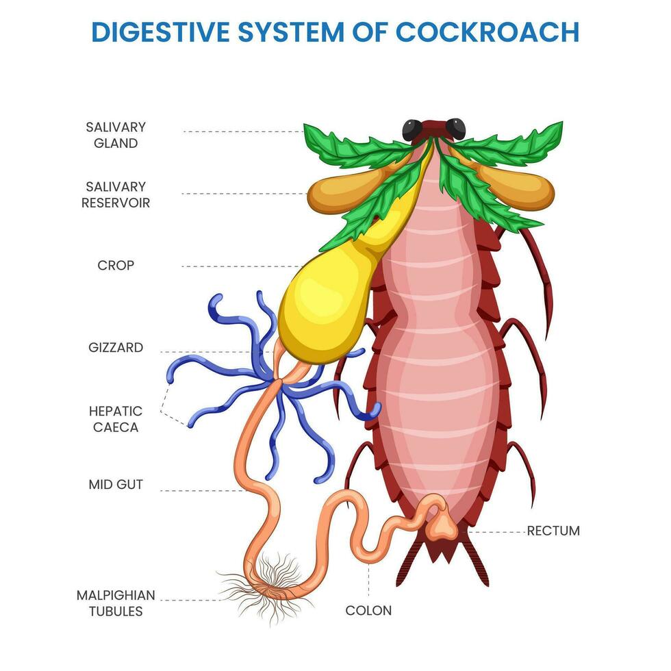 Cockroach digestive system,  Efficient digestion, nutrient absorption for survival vector