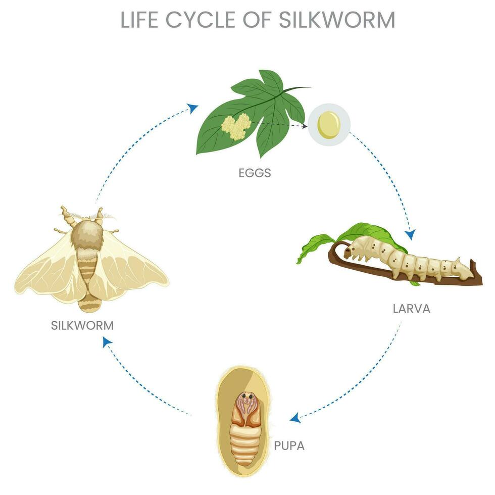 gusano de seda vida ciclo, huevo, larva, crisálida, adulto. seda producción obras de teatro un vital papel vector